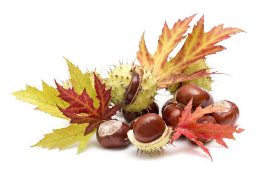 chestnuts and autumn leaves