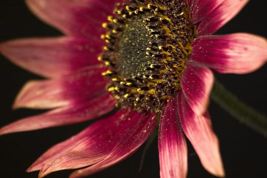 red flower