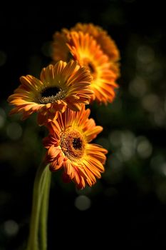 orange gerbera daisies