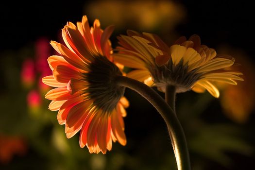 orange gerbera daisies