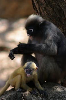 Dusky leaf-monkey / spectacled langur - (Trachypithecus obscurus)