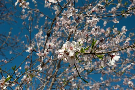 Almond tree flowering in late winter, announcing srping