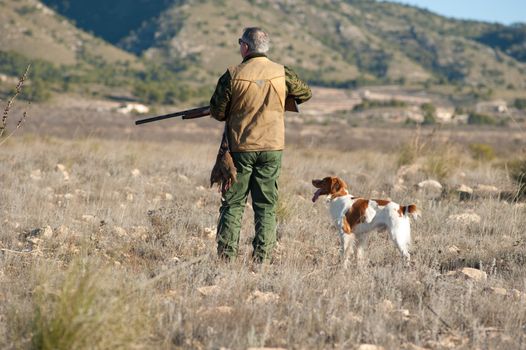 Quail hunter in camouflage clothing walking across the field