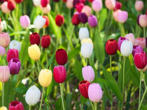 Beautiful field of  multicolored tulips in Netherlands