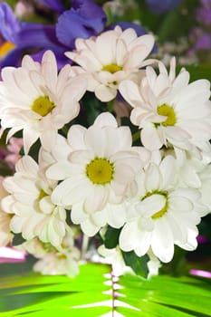 Bouquet of white chrysanthemums. Spring flowers