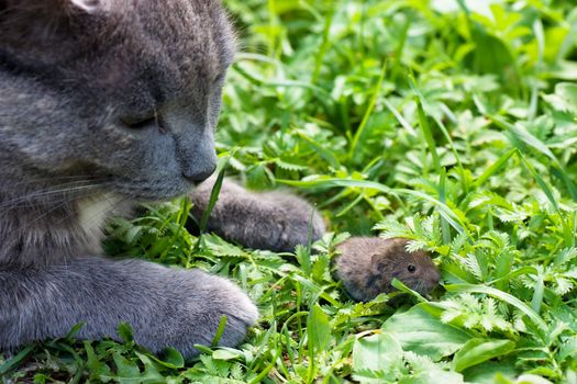 Gray cat caught mouse on a green grass