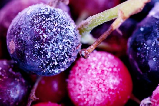 Macro view of frozen berries: blackcurrant, redcurrant, blueberry