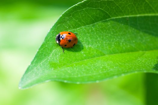 Macro view of ladybird sitting on a green leaf