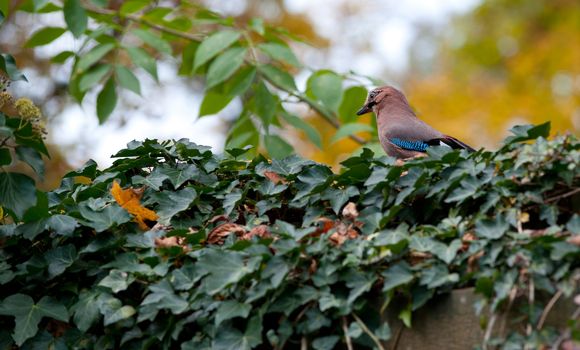 jay on a fence. A bird with bright feathers on a fence.