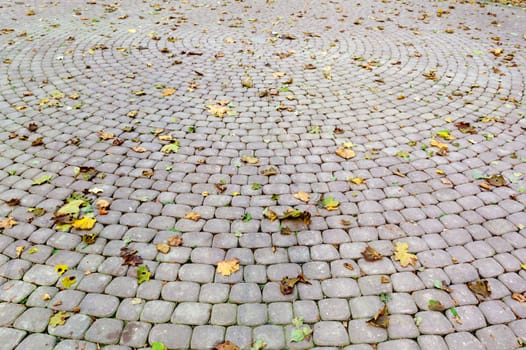 Paved sidewalk with autumn foliage. The Lvov park