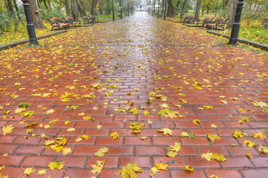 Paved sidewalk with autumn foliage. The Lvov park