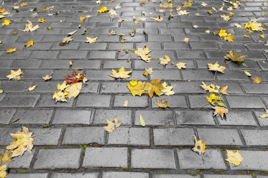 Paved sidewalk with autumn foliage. The Lvov park