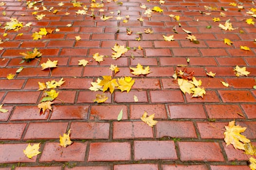 Paved sidewalk with autumn foliage. The Lvov park