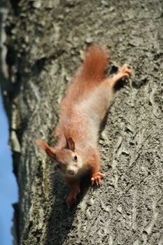 young little squirrel on a tree trunk