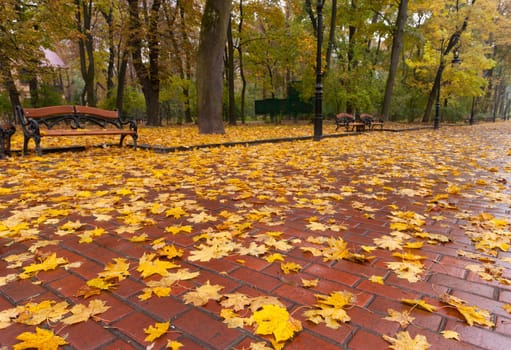 Autumn park. Rainy weather. The Lvov park