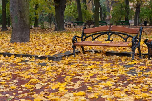 Autumn park. Rainy weather. The Lvov park