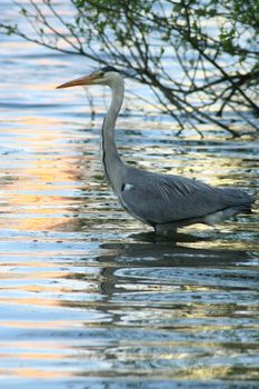 Gray heron stand in the lake