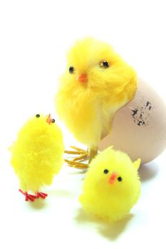 Easter - Chick in Egg with young chicks in front of white background