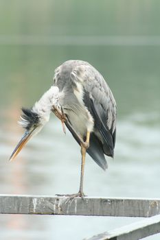 a gray heron standing on a railing on the lake and scratches