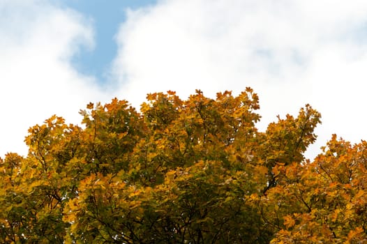 Autumn tree with yellow foliage on a background of the blue sky. The Lvov park