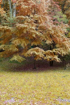 Autumn tree with yellow foliage. The Lvov park