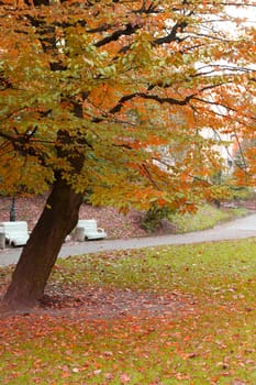 Autumn tree with yellow foliage. The Lvov park