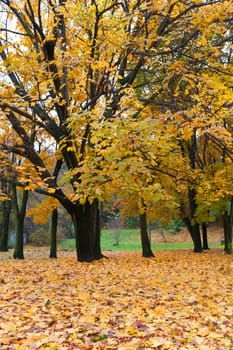 Autumn tree with yellow foliage. The Lvov park