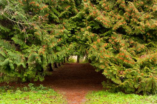 Arch footpath between coniferous trees. The Lvov park