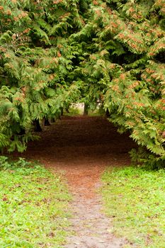 Arch footpath between coniferous trees. The Lvov park