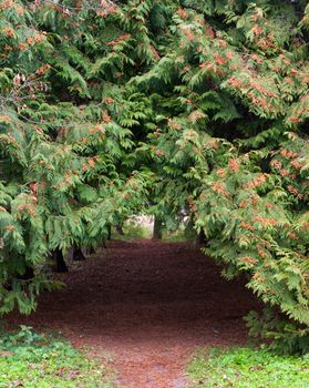 Arch footpath between coniferous trees. The Lvov park