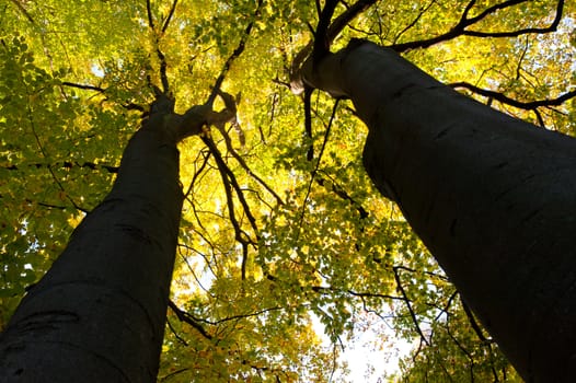 Greater autumn trees. The bottom view. The Lvov park