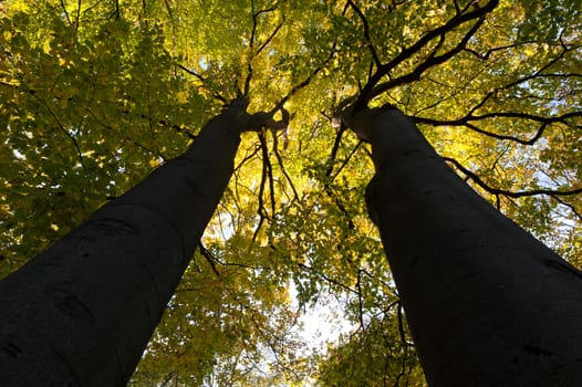 Greater autumn trees. The bottom view. The Lvov park