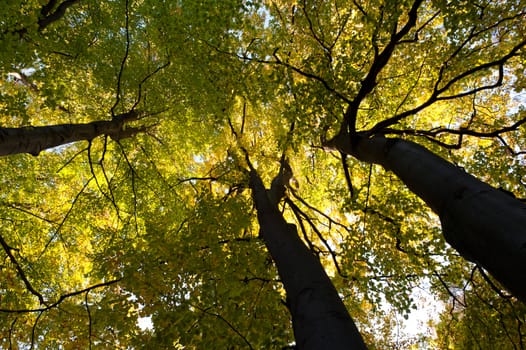 Greater autumn trees. The bottom view. The Lvov park