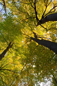 Greater autumn trees. The bottom view. The Lvov park