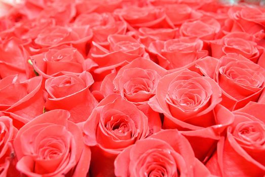 Red roses background