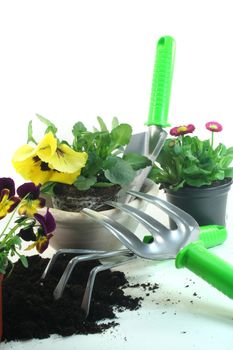 various tools for planting with pansies and daisies