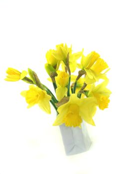 yellow daffodils in a white vase before a white background