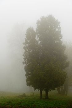 Tree in a fog.Autumn tree in a dense fog