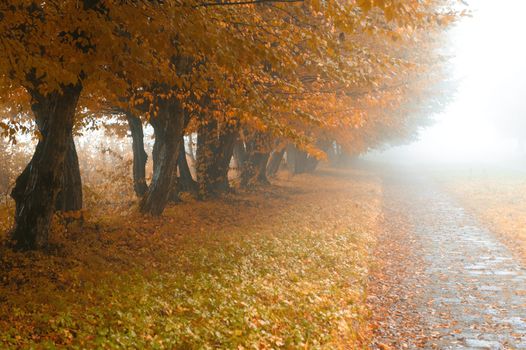 alleyway in foggy park. Autumn, rainy weather