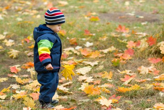 Cute boy and falling leaves in a forest