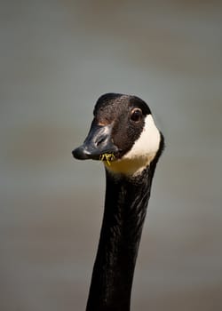 outdoor photo of a canada goose