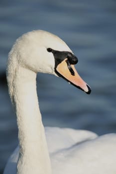 outdoor photo of a mute swan