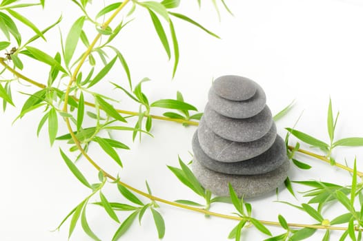 Branch of a tree of a willow and pebble. It is isolated on a white background