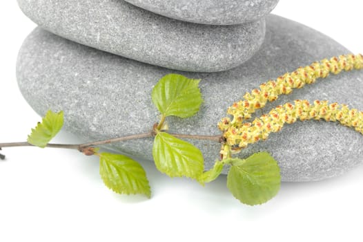 Branch of a birch and pebble. It is isolated on a white background