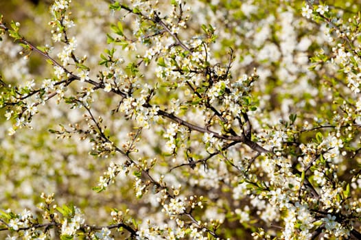 Blossoming spring tree. A close up, set white flowers