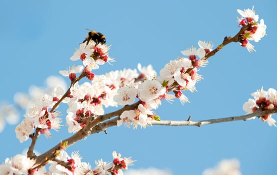 Bumblebee on a blossoming branch. The insect collects nectar