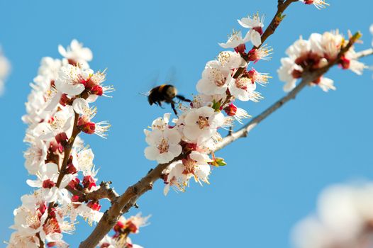 Bumblebee on a blossoming branch. The insect collects nectar