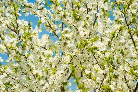 Blossoming branches of a tree. White flowers on a background of the blue sky