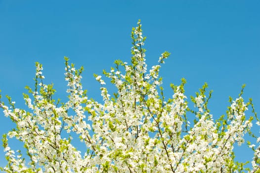 Blossoming branches of a tree. White flowers on a background of the blue sky