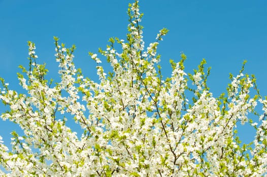 Blossoming branches of a tree. White flowers on a background of the blue sky